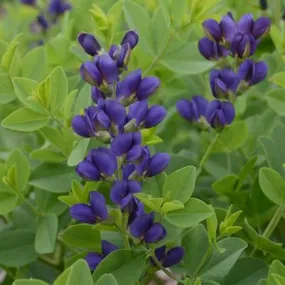 Decadence® Sparkling Sapphires False Indigo