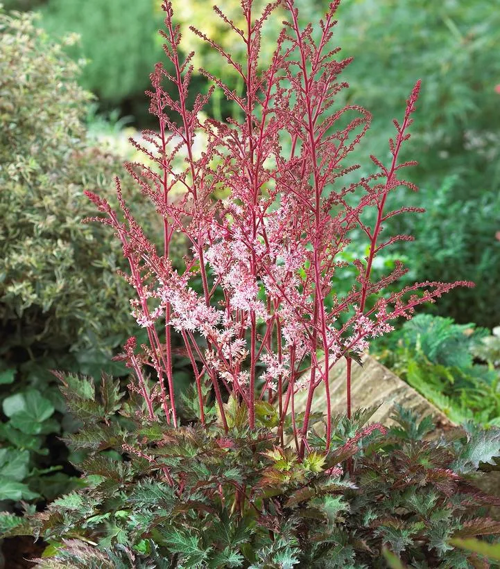 Delft Lace Astilbe