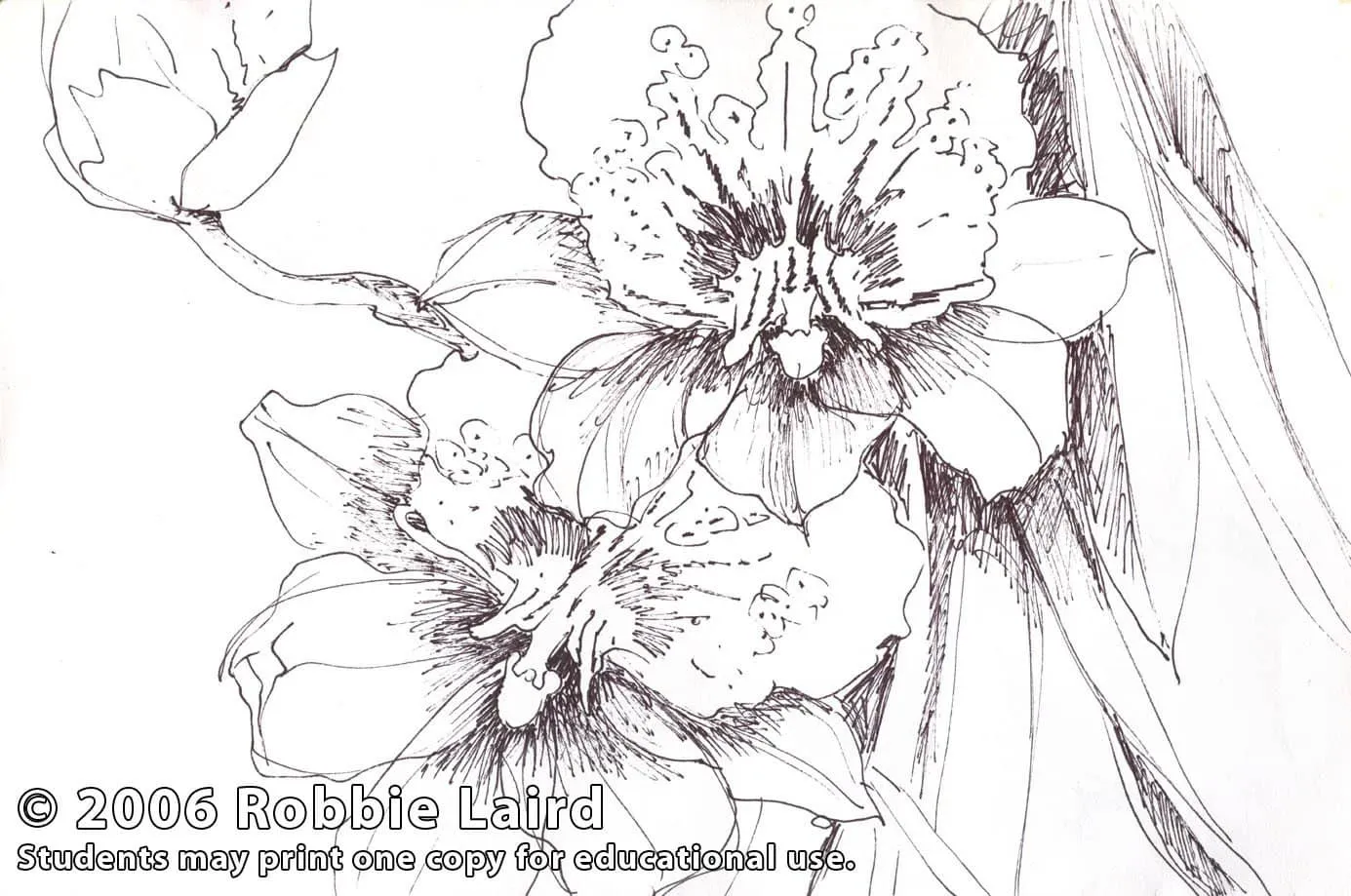 Robbie Laird: Flowing Florals - The Informed, Intuitive Approach