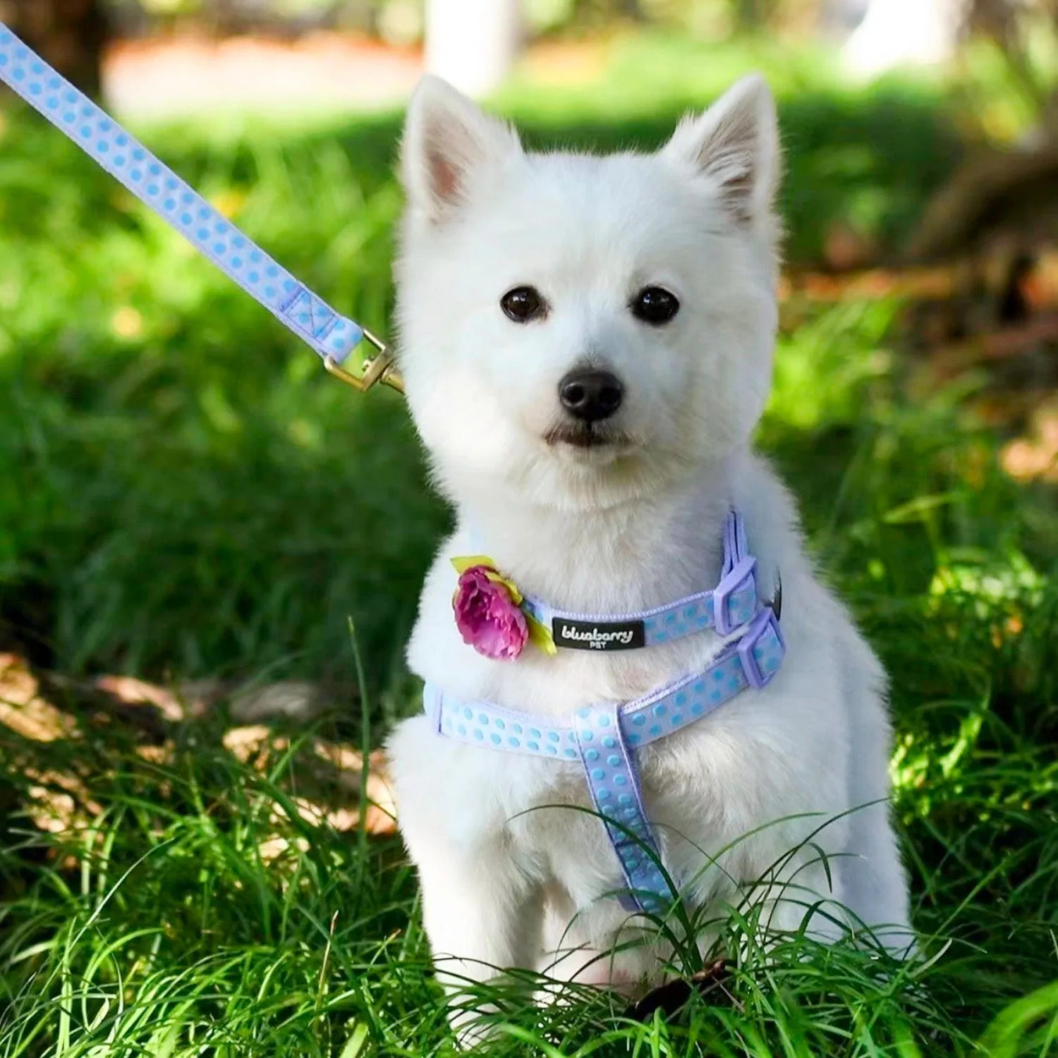 Soft Touch Dotted Velvet Dog Harness